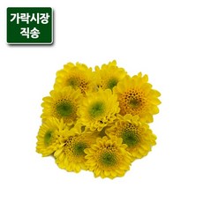 식용소국