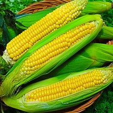 산지직송 스테비아 고당도 마약옥수수 초당옥수수, 1) 15cm미만 / 10입