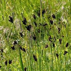 묘목/그라스(사초)-감둥사초 7치포트묘 AH1062