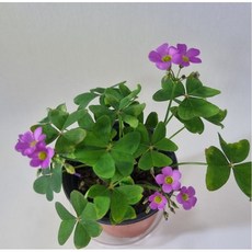 스위치파스텔하트