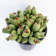 축전 하트다육이 코노피튬 꽃피는다육식물1-251, 1개