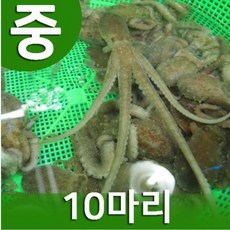 삼부자신안뻘낙지