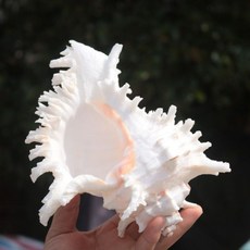 소라 껍데기 조개 꾸미기 가리비 어항 은신처 장식 대형 소품 오브제, 21-22cm, 1개