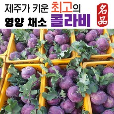 제주 제주도 고당도 야채 콜라비 적콜라비 적양배추 3kg 5kg 10kg 농장 직송 콜라비5키로 콜라비10키로 콜라비5개 특품 특상품, 1박스, 혼합과