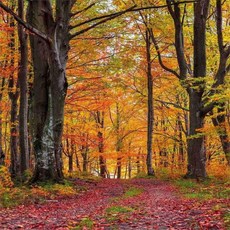 아트미니 보석십자수 가을 정원 산책로 붉은 단풍 떨어진 낙엽 풍경 큐빅 비즈 십자수, 40x40cm