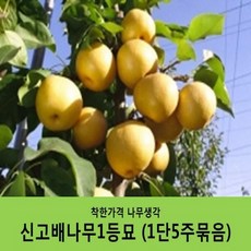 배나무묘목 묶음상품, 원황배1등묘(1단5주묶음), 1개