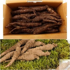 유기농 강원도 정선 산더덕 대 1KG 국내산