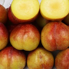 박술녀프리미엄인견