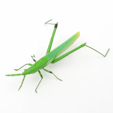 자석잠자리