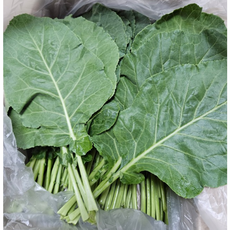 국내산 친환경 유기농 케일 1kg 1키로 쌈용 즙용 주스용 쥬스용 쌈채소 kale 쌈 신선초 샐러드 야채 유럽샐러드 건강주스 녹즙용 캐일 착즙 부채 쌈채소 녹즙재료 즙케일