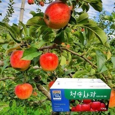 St푸른농원 [911(수) 오전 7시 주문마감]껍질째 먹는 주왕산 청송 꿀 사과 세트 5kg 21-22과