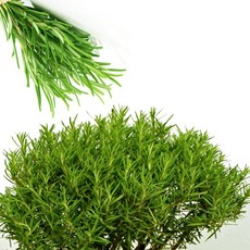 로즈마리 에센셜 오일(Rosemary Essential Oil)100ml, 1개, 100ml