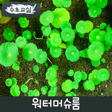 [수초교실] 전경 포인트수초 워터머슈룸 5뿌리 오천원