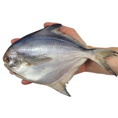 국내산 냉동 병어 구이 조림 용 덕자 중 대 특대 구성, 5개, 220-260g(대)