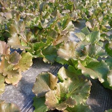 당일수확 적아삭이상추 생채 적상추 쌤채소, 1박스, 1kg