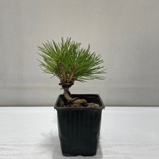 해송