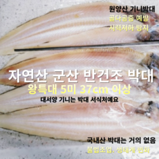 [산지직송] 자연산 군산박대 대서양 기니 원양산 반건조 박대 5미 왕특대 37cm 이상, 1세트