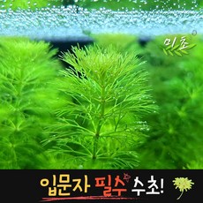 [미초] 암브리아 수초 5촉 / 치어 수초 / 초보자 수초 / 구피 수초