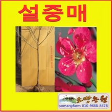 (SR소망)홍매화(홍설매)묘목 접목3년생(분)1그루, 1개