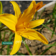 애기원추리 [4포트] (복남이네야생화 여름 야생화 모종 옐로우 백합 나리 원추리 붓꽃 iris 아이리스 lily 릴리 hemerocalli minor 노란꽃), 1개