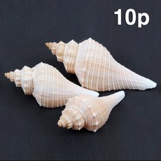 꾸미기조개껍데기