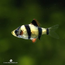 8d7540786f54815bcffd29c74f489395e51c0cea449bc412ac37f8c709bd.jpg