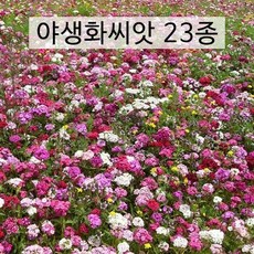 야생화 씨앗 혼합종자 23종모음 1kg 봄부터 가을까지 매년 아름다운 경관 연출, 1개