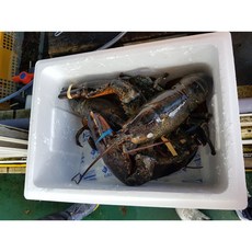 [해저도시] 설날특가 바닷가재 LIVE랍스타 꼬물이랍스타(사이즈&마릿수 랜덤) 1KG 3KG 설날선물 선물세트 효도상품, 1세트, 라이브랍스타 1KG 3마리