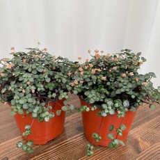 타라 1+1 온정원 공기정화식물
