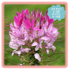 큰해오라비난초