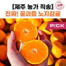 [달콤끝판왕] 제주감귤 타이벡감귤 비가림감귤 제주귤, 1개, 1kg