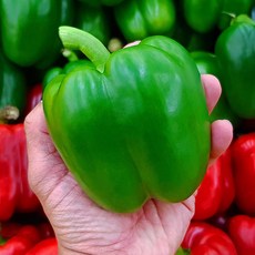 국내산 초록 청 피망 상품 1kg, 1개, 상세페이지 참조