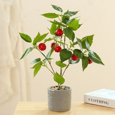 귤나무아파트에서키우기