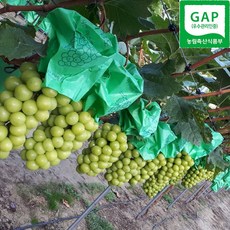 [알구오지] GAP 추풍령 샤인머스켓 2kg 4kg 가정용 선물용 고랭지 노지 망고 포도 산지직송, 1박스, 선물용 샤인머스켓 4kg(5~8송이)