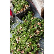 강원도 강릉 산지직배송 개두릅 [원산지:국산(강원도 강릉시)], 1개, 1kg