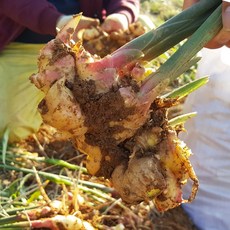 친환경팔도 20년 수확 서산 흙 생강 5kg, 단품