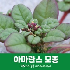 보람농자재 아마란스모종/100주/레드아마란스/텃밭/모종