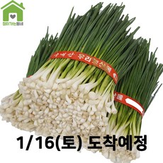 국내산 깐쪽파 쪽파 파 1단 (약1Kg)