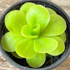 벌레잡이제비꽃