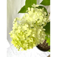 라임라이트수국