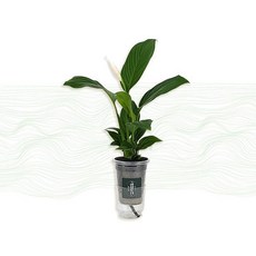 [경성꽃집개화기] 스파트필름 실내 공기정화 식물 선물, 나를 위한 특별한 식물 키우기