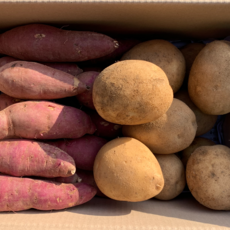 새우꽝감자꽝고구마꽝