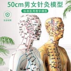 글로벌멀티샵 인체모형 초화인체침구 혈위치 경락 통함 동인 각인 중의학 의사다 가르치다 남성 여성 소인배, 58CM 화이바 여성