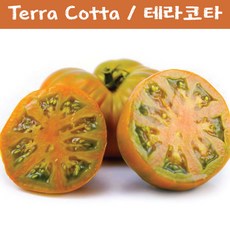 테라코타 Terra Cotta 달콤한 희귀토마토 교육용 체험용세트