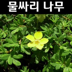 물싸리