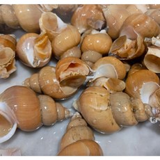 긍정유통 [산지직송] 당일조업 포항 자연산 활 백고동 중 (20-30미), 1박스, 1kg