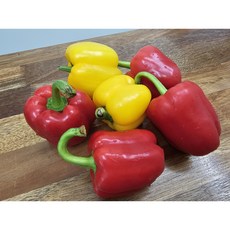 아삭하고 싱싱한 국내산 녹색 3색 파프리카, 1개, 가정용파프리카(3색) 2kg