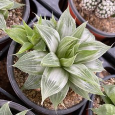 샘트라이크종류