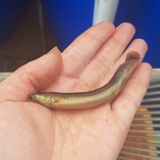청천수산 먹이용 자연산 미꾸라지 중사이즈 1kg 사료, 1개