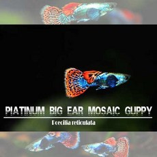 5cea511abafae64cda596c6528924ed655e3ba464b81c72920bf915dcdfe.jpg